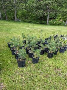 1.5 - 2 foot White Pine