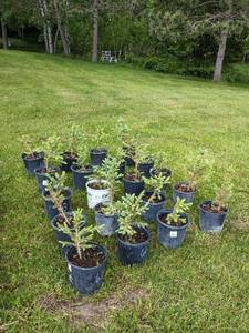 1 - 1.5 foot Colorado Blue Spruce