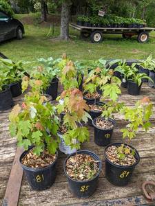 1 - 1.5 foot Autumn Blaze Maple