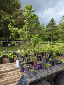 3 - 4 foot Old Fashioned Lilac (2 gallon pot)