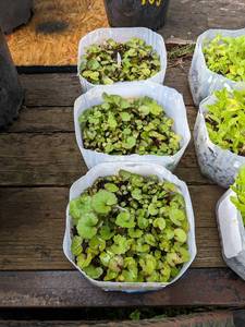 25-50 Ligularia seedlings