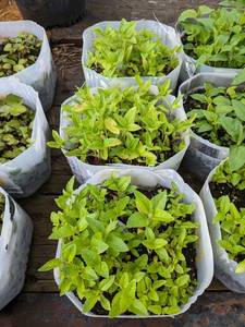 25-50-Heliopsis (Perennial Sunflower) seedlings