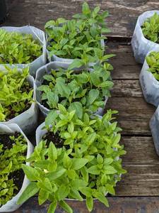 25-50-Heliopsis (Perennial Sunflower) seedlings
