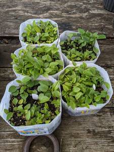 25-50 Purple Coneflower seedlings