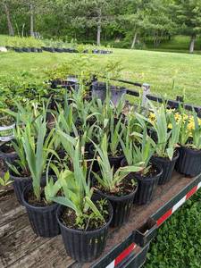 1 gallon Tall Bearded Iris, assorted colors. Lot of 2 plants