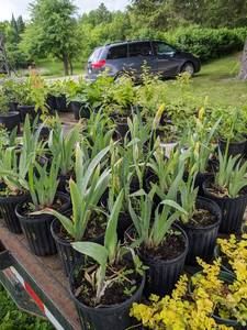 1 gallon Tall Bearded Yellow Iris, Lot of 2 plants