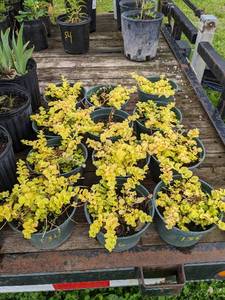 1 quart Creeping Jenny, Lot of 2 plants