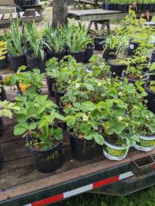 1 gallon Strawberry, Lot of 2 plants