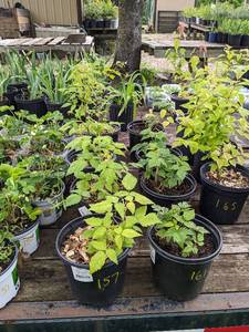 2 gallon Raspberry