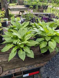 2 gallon Hosta Honeybells
