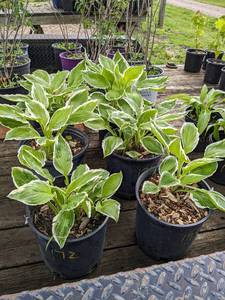 2 gallon Hosta Albomarginata