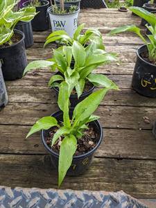 1 gallon Lancifolia Hosta