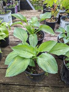 2 gallon Gold Standard Hosta