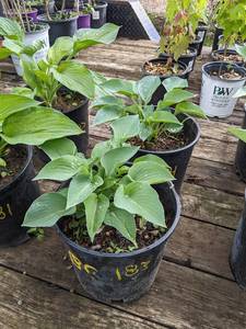 2 gallon Blue Cadet Hosta