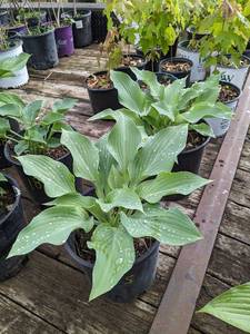 2 gallon Hosta Krossa Regal