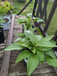 2 gallon Montana Hosta seedling