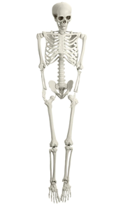 lot 305 image: Halloween Life Size Skeleton, 5.4FT Skeleton Decor Realistic Full Body Bones Poseable