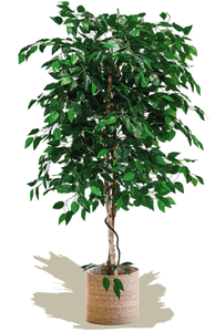 lot 126 image: Maia Shop Artificial Ficus Tree, Fake Tree with Natural Wood Trunk