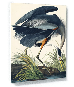 lot 445 image: John James Audubon Great Blue Heron 1834 Canvas. 32X22
