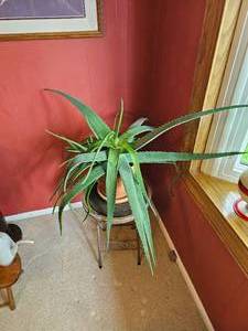 lot 34 image: Healthy Mature Aloe Plant