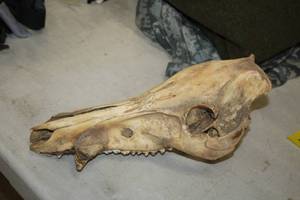 lot 267A image: Animal Skull