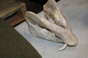 lot 267B image: Animal Skull 2-piece