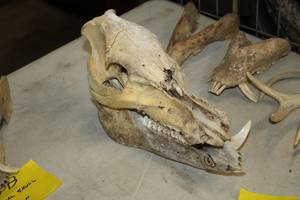 lot 267C image: Animal Skull 2-piece