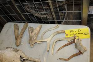 lot 267D image: Lot of (6) Assorted Animal Skulls and Horns