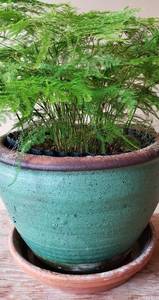 lot 95 image: Live Common Asparagus Fern and Nice Green Clay Pot