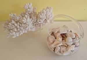 lot 118 image: Stunning White Coral Specimen Plus Varied Seashells