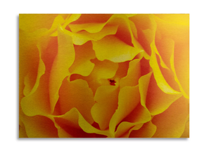 Trademark Fine Art Hypnotic Yellow Rose by Kurt Shaffer-Gallery Wrapped 36x47  Brushed Aluminum Wall Art Art by Kurt Shaffer