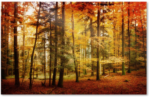 Brilliant Fall Color Artwork by Philippe Sainte-Laudy, 30 by 47-Inch Canvas Wall Art
