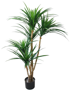 Pure Garden dracaena Plant