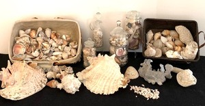 lot 104 image: Shells From Beaches Far and Near