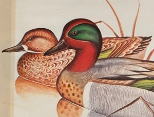 lot 233 image: Ducks Print by Gregory F. Messier