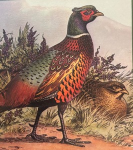 lot 262 image: Framed Pheasant Lithograph Print by Arthur A. Kaplan
