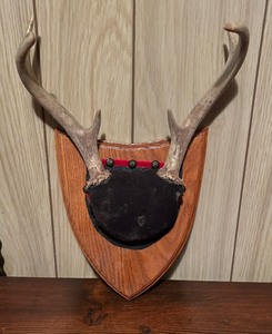 lot 298 image: 5 Antler Mounts