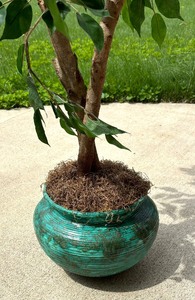 lot 345 image: Fine Faux Ficus Tree