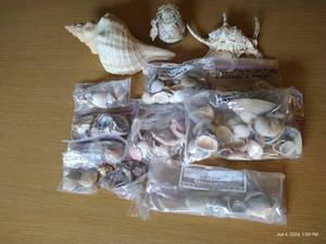 lot 14 image: Seashells