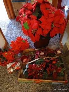 lot 181 image: Poinsettias Lot