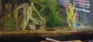 lot 19 image: Bubbles the Fish and Friends plus Aquarium
