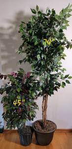 lot 163 image: Silk Ficus Trees, Lot of 2