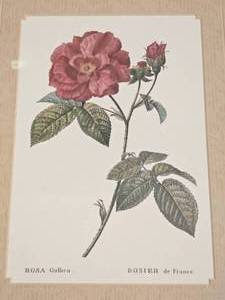 lot 121A image: Blooming Rose Botanical Print