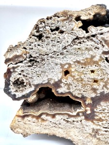 lot 175 image: Agatized Coral Fossil Rock