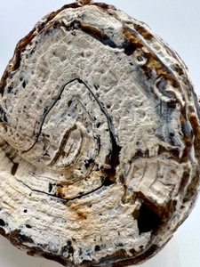 lot 133 image: Large Petrified Wood