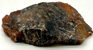 lot 135 image: Fossilized Petrified Wood Specimen