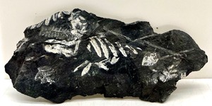 lot 236 image: Brilliant Fern Fossil