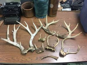 lot 215 image: 6 Antler Sets - Nice