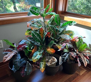 lot 37 image: Trio of Faux Croton Tropical Plants with Planters