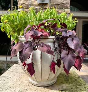 lot 262 image: Large Ceramic Flower Pot Planter #1